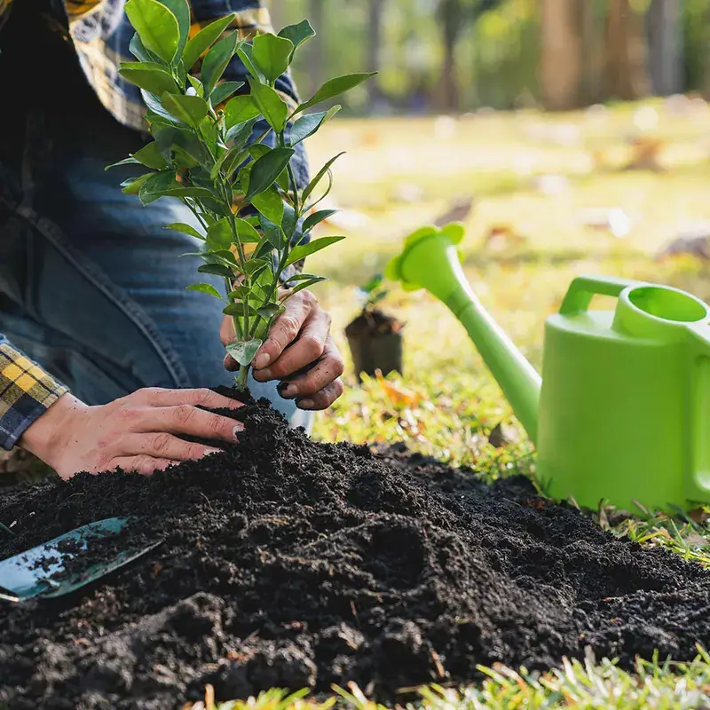 Low-Water Planting — Strong Landscape